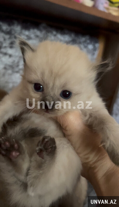 Siam pişiklerinin satışı Siam pişiklerinin satışı