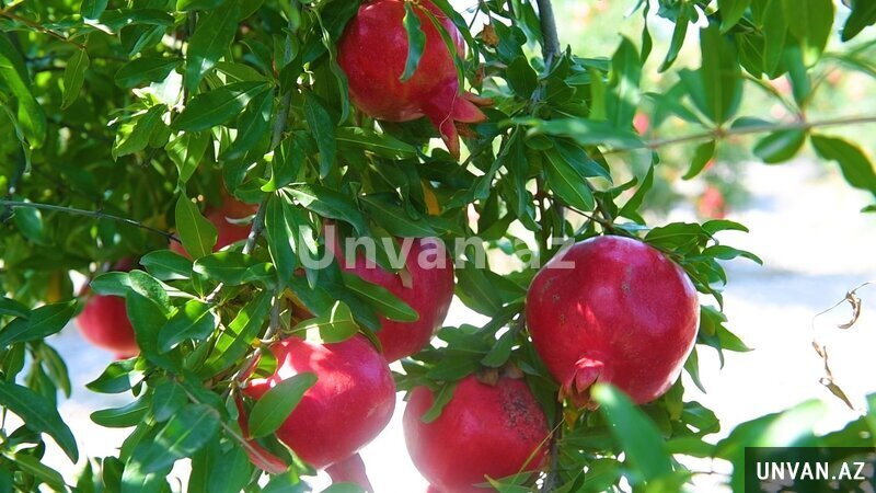 Göyçay Nar turu Göyçay Nar turu