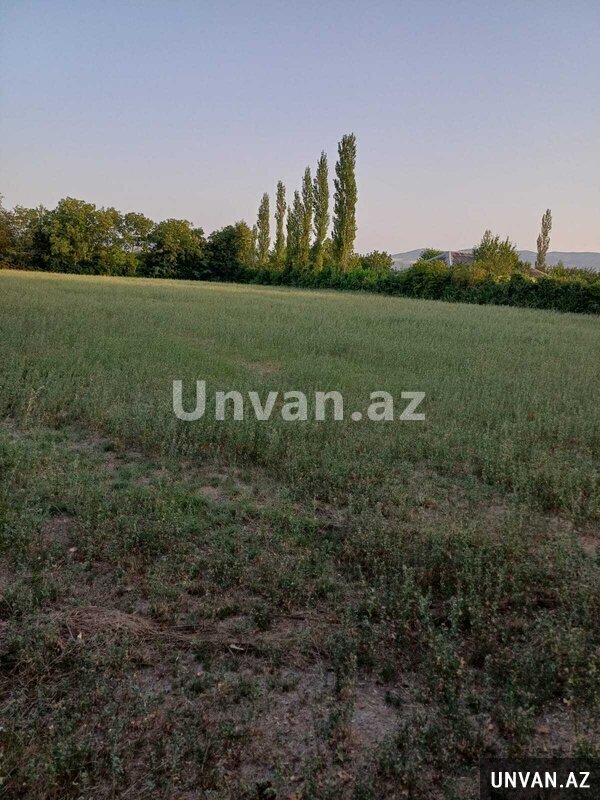 Şəki şəhəri Aşağı Küngüt kəndi 80 sot , Şəkidə Şəki şəhəri Aşağı Küngüt kəndi 80 sot , Şəkidə