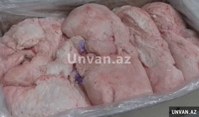 Quyruq erkək Quyruq erkək