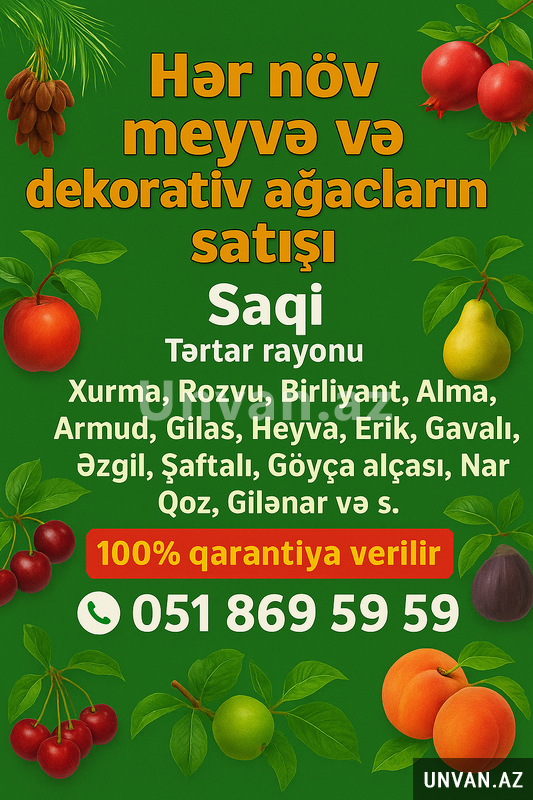 Saqi Tingicilik Saqi Tingicilik