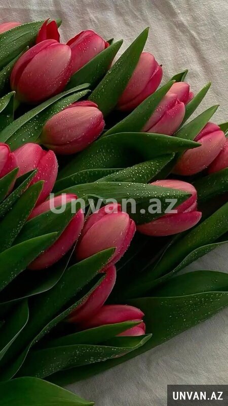 Oz evimde usaqa baxiram Oz evimde usaqa baxiram