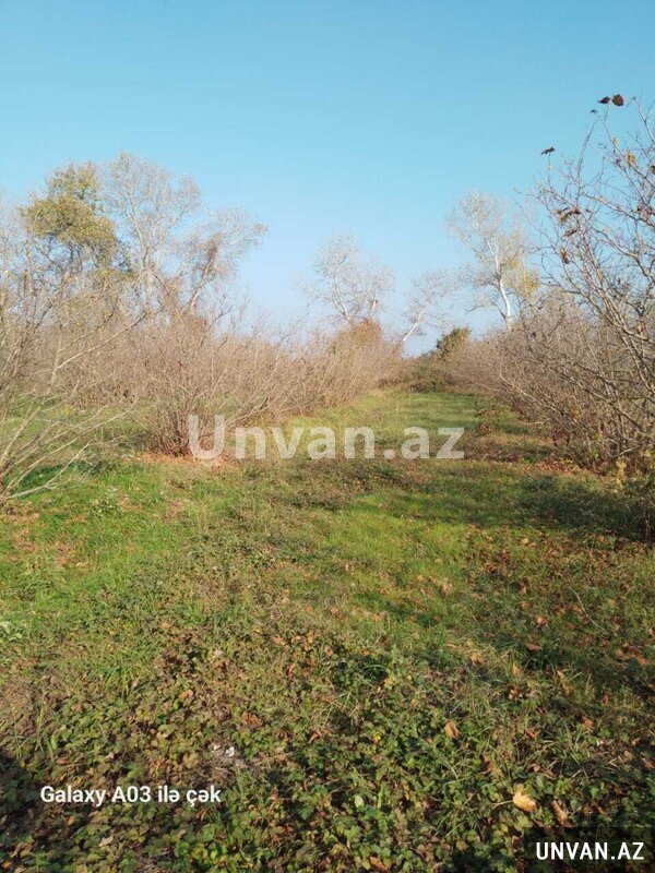 Sibiroba kəndi 1280 sot , Xaçmazda Sibiroba kəndi 1280 sot , Xaçmazda