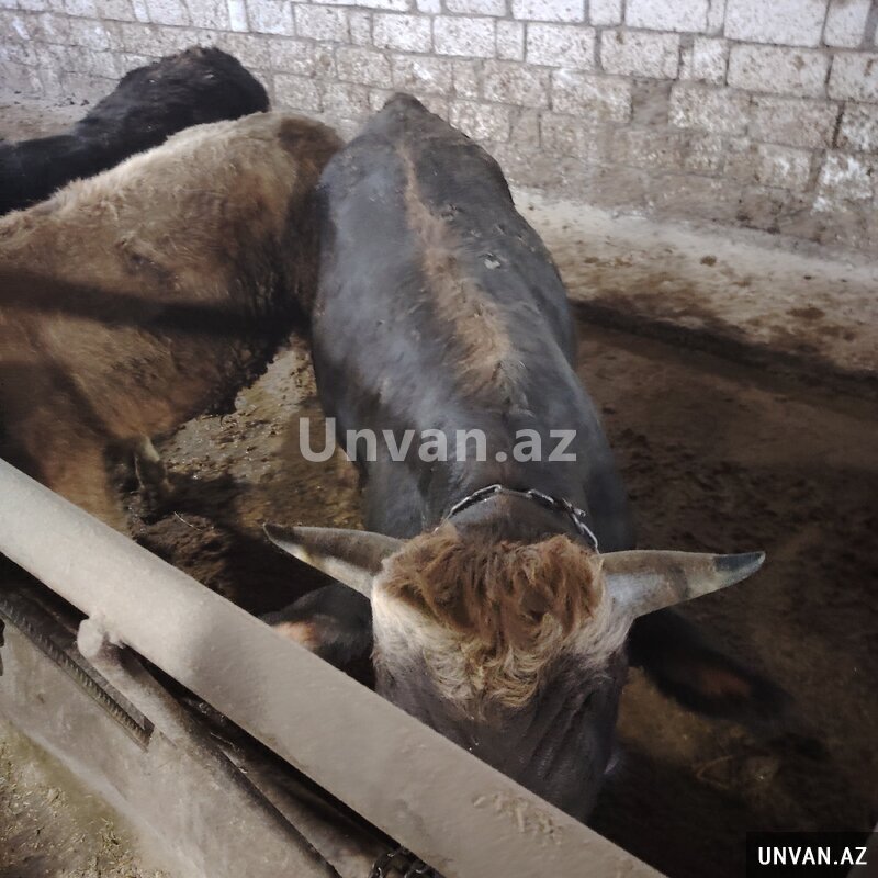 İş axtarıram İş axtarıram