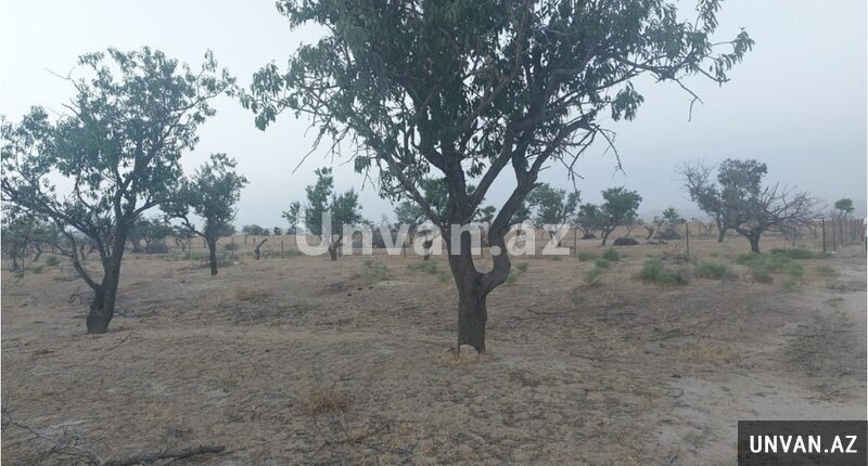 Novxani Erazisi 100 sot , Abşeron rayonu Novxani Erazisi 100 sot , Abşeron rayonu