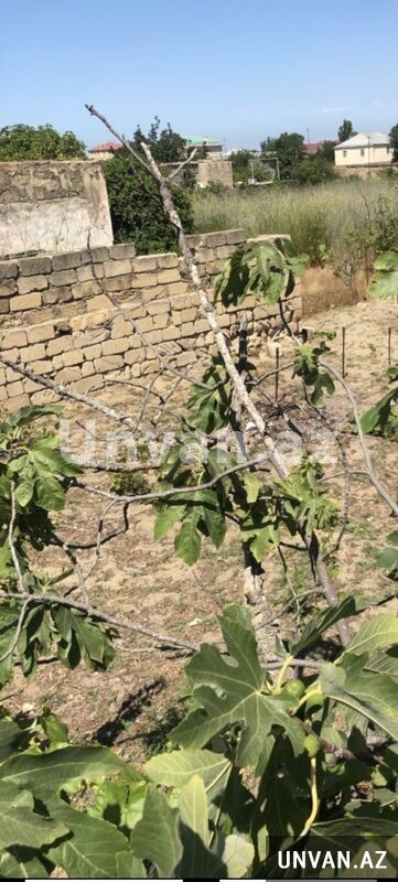 Baki,novxanı kəndi 414 sayli bağ sahəsi 6 sot , Abşeron rayonu Baki,novxanı kəndi 414 sayli bağ sahəsi 6 sot , Abşeron rayonu