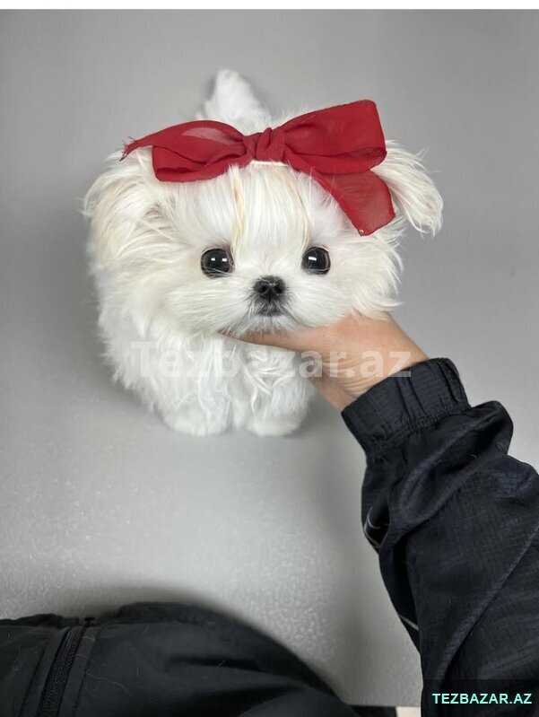 Pomerin spits balası Pomerin spits balası