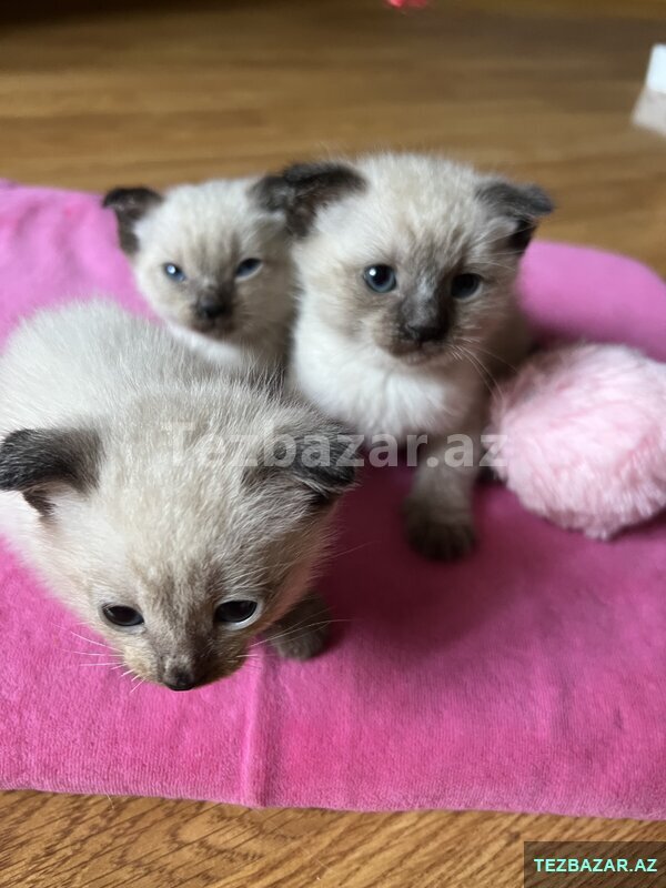 Siam pişiklerinin satışı Siam pişiklerinin satışı