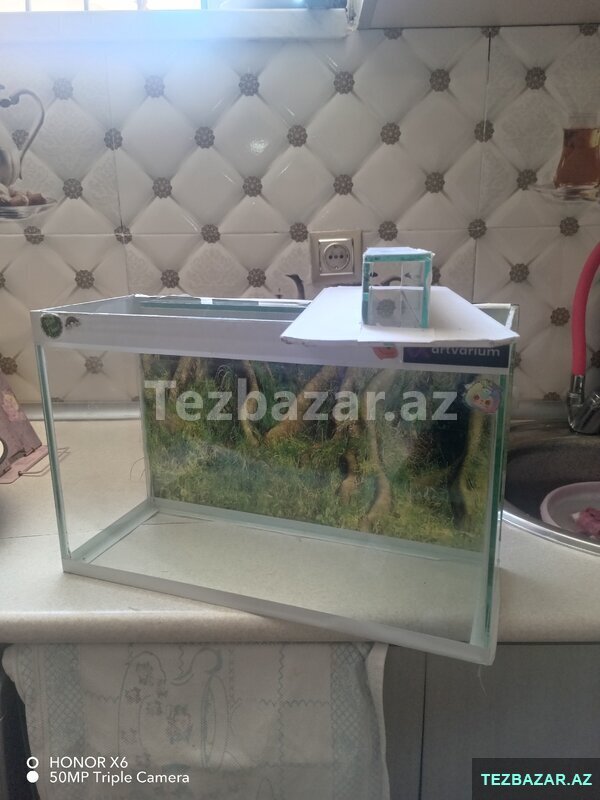 Akvarium təzə kimidi Akvarium təzə kimidi