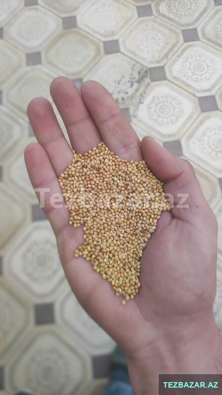 Darı toxumu ağ Darı toxumu ağ