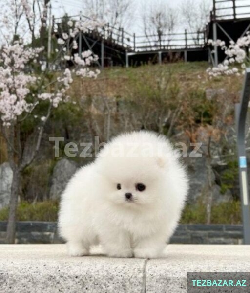 Pomerin mişqa balası Pomerin mişqa balası