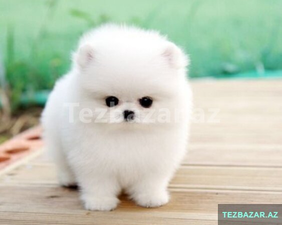 Mişqa pomerian spits balası Mişqa pomerian spits balası