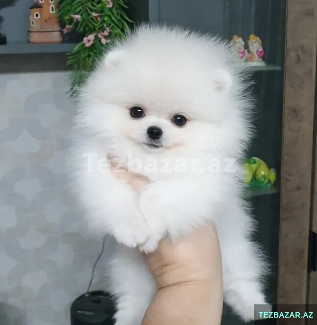 Pomerin spits mişqa balası Pomerin spits mişqa balası