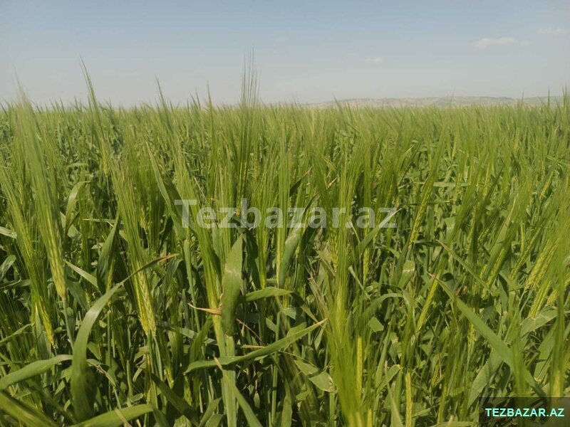 250 hektar arpa əkilmiş ərazi satılır Hacıqabulda 250 hektar arpa əkilmiş ərazi satılır Hacıqabulda