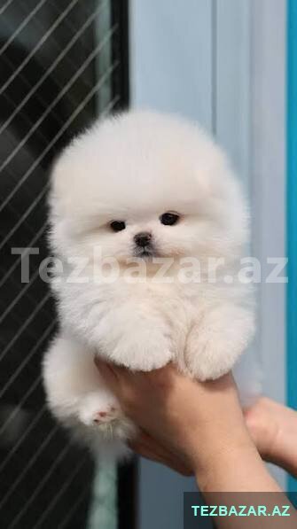 Pomerian Spitz balasi Pomerian Spitz balasi