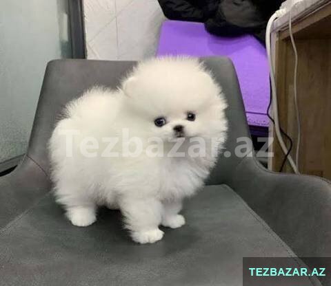 Pomerian Spitz balasi misqa Pomerian Spitz balasi misqa