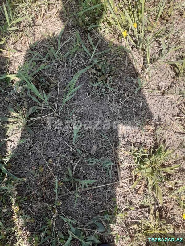 22 sot torpaq satılır 22 sot torpaq satılır