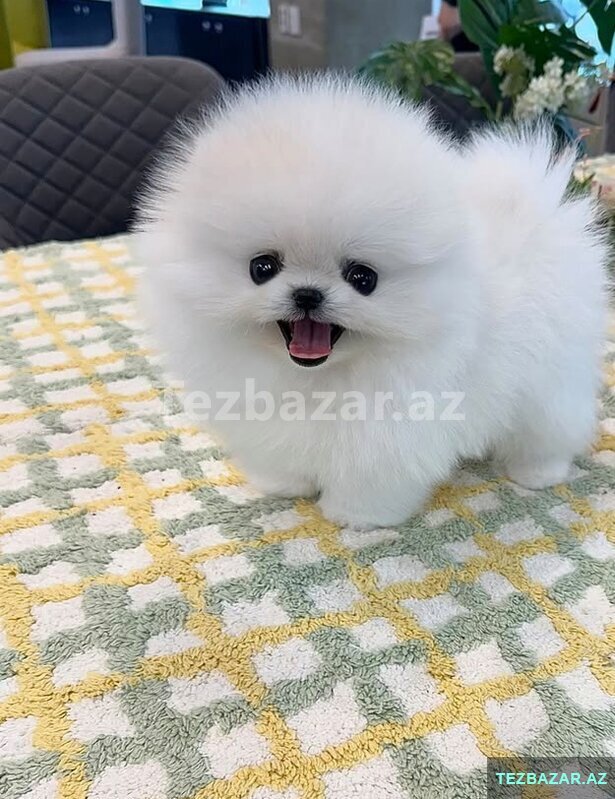 Pomerian Spitz balasi satlir 2 ayqldi Pomerian Spitz balasi satlir 2 ayqldi