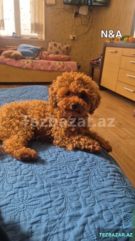 Toy pudel balasi satlir 2aylqdi Toy pudel balasi satlir 2aylqdi