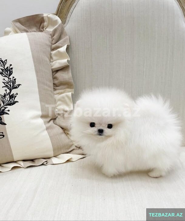 Pomerian Spitz 2 ayqldi Pomerian Spitz 2 ayqldi