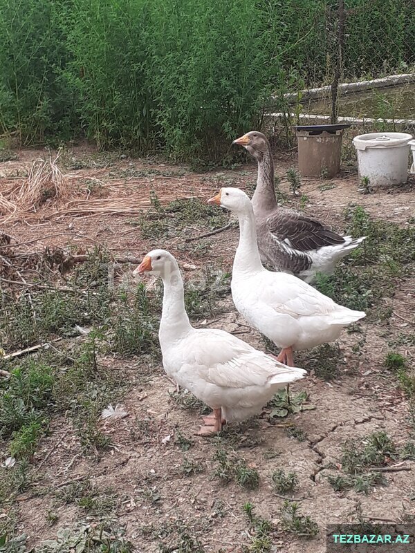 Linda qazları Linda qazları