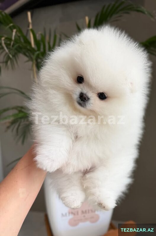 Pomerian Spitz balasi satlir xaricden gelme Pomerian Spitz balasi satlir xaricden gelme