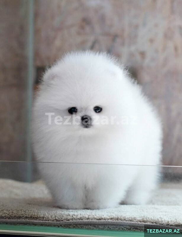 Pomerian Spitz balasi mini Pomerian Spitz balasi mini