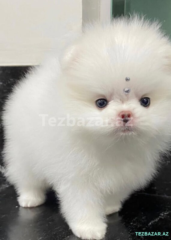 Pomerian Spitz satlir Pomerian Spitz satlir