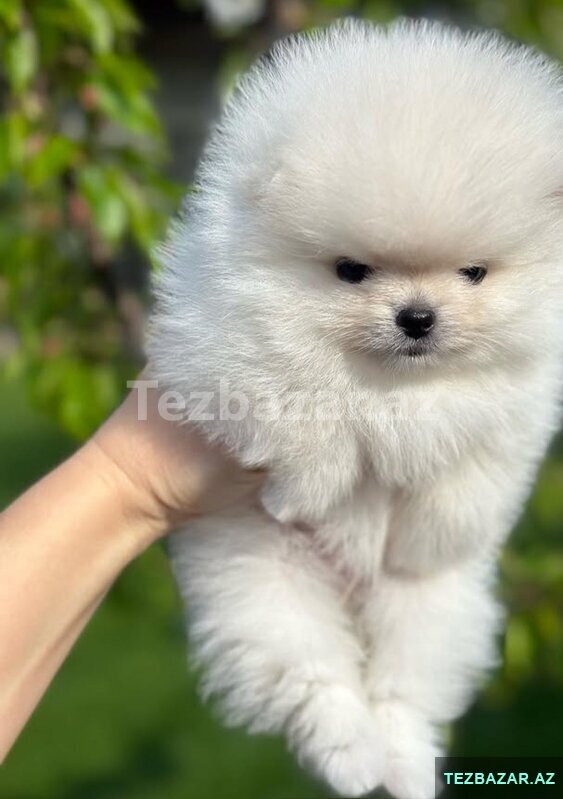 Itler pomerian Spitz balasi Itler pomerian Spitz balasi