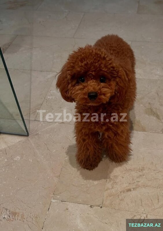 Itler toy pudel balasi satlir Itler toy pudel balasi satlir