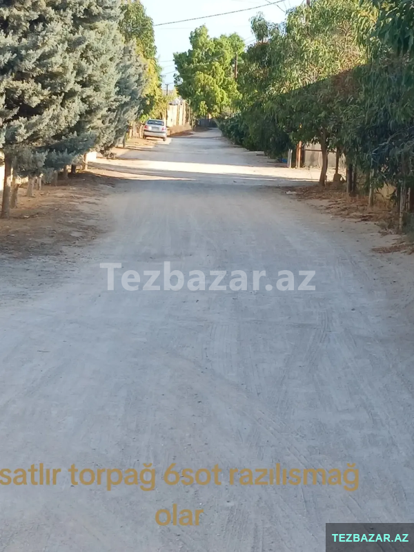Turkan qesebesi deniz kenari kucesi Turkan qesebesi deniz kenari kucesi