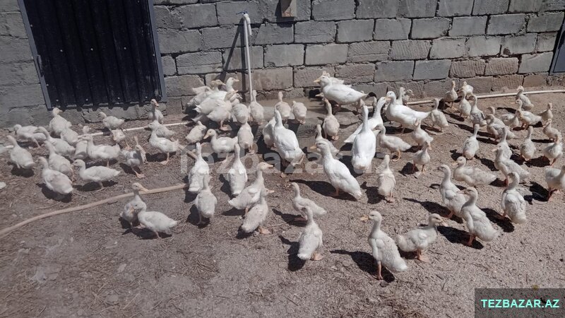 Ağ ördəklər Ağ ördəklər
