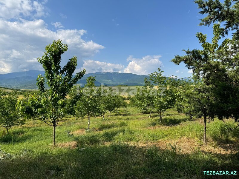 Qoz və Fındıq bağı satılır Qoz və Fındıq bağı satılır
