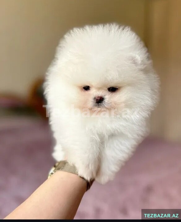 Pomerian Spitz satlir mini Pomerian Spitz satlir mini