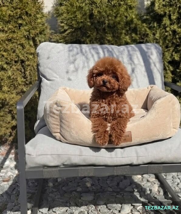 Toy pudel balasi satlir itler mini Toy pudel balasi satlir itler mini