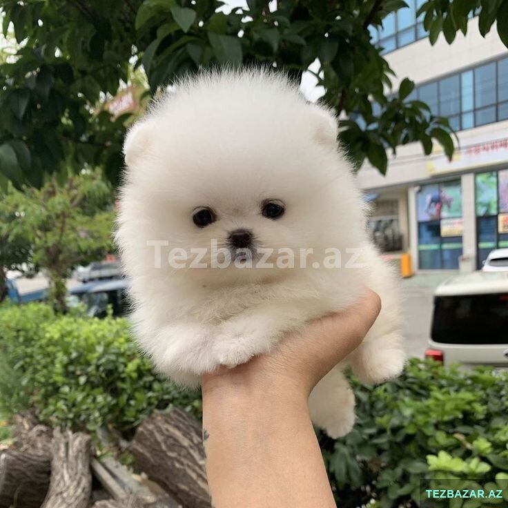 Pomerian Spitz balasi satlir 2 ayqldi mini Pomerian Spitz balasi satlir 2 ayqldi mini