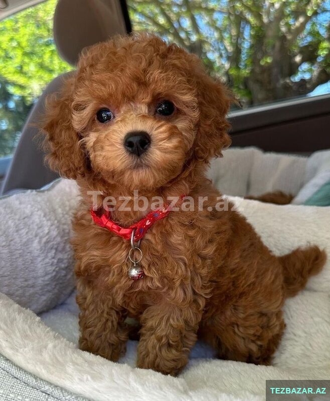 Toy pudel balasi satlir 2 ayqldi mini Toy pudel balasi satlir 2 ayqldi mini