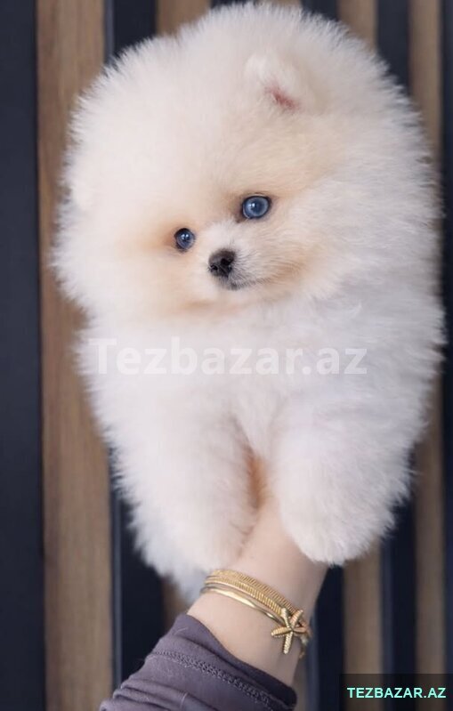 Pomerian Spitz misqa bala satlir Pomerian Spitz misqa bala satlir