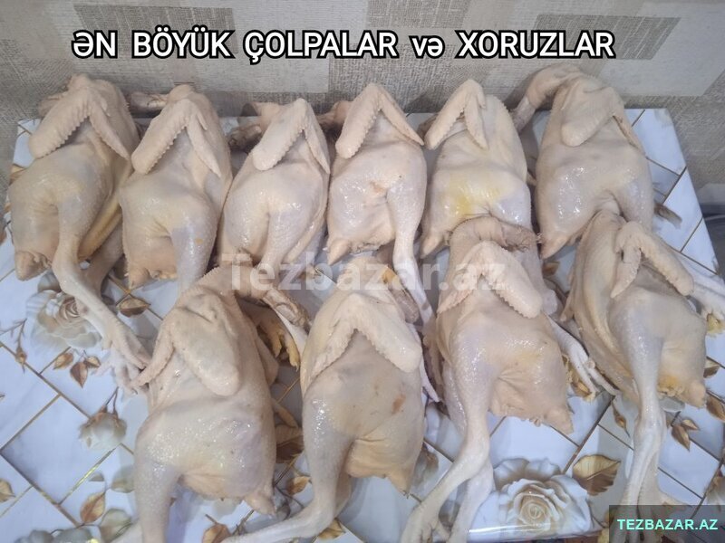 Çolpa və Xoruz Əti Hədiyyəli Çolpa və Xoruz Əti Hədiyyəli
