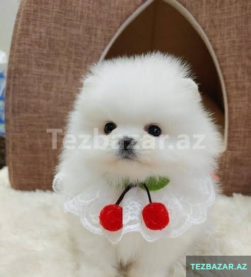 Pomerian Spitz balalari satlir Pomerian Spitz balalari satlir