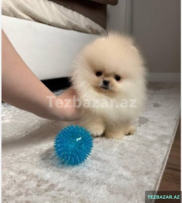 Pomerian Spitz balasi mini Pomerian Spitz balasi mini