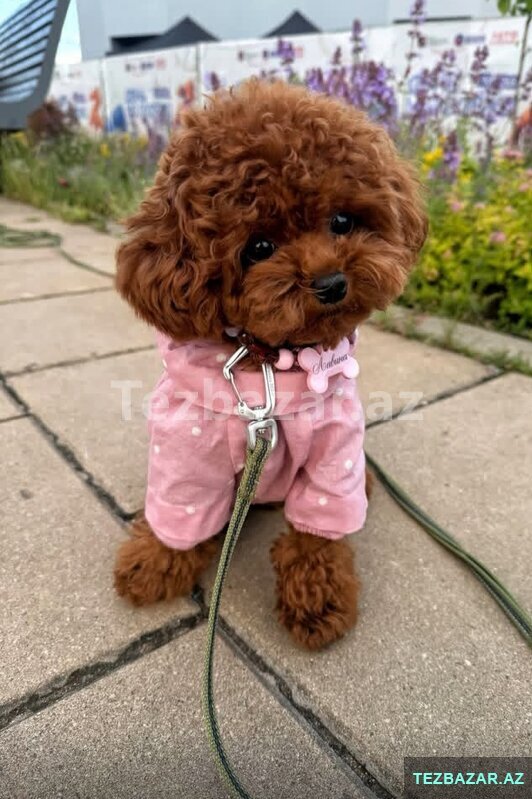 Toy pudel balasi satlir Toy pudel balasi satlir