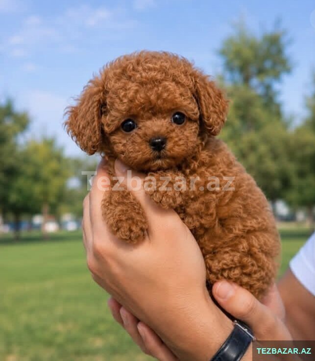 Toy pudel mini bala Toy pudel mini bala