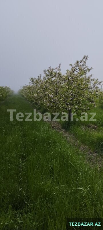 Quba rayonu Paşa oba kendində bağ sahəsi satilir Quba rayonu Paşa oba kendində bağ sahəsi satilir