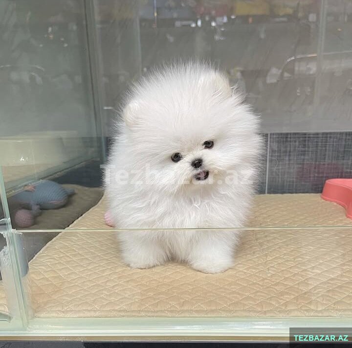 Pomerian Spitz balasi mindi Pomerian Spitz balasi mindi