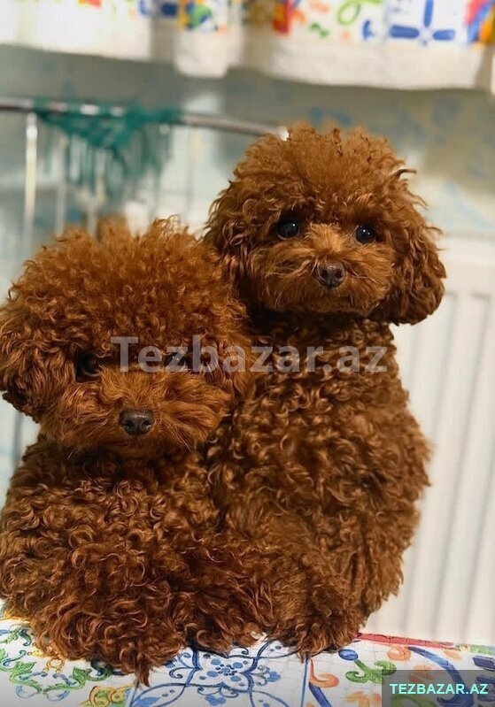 Toy pudel mini baladir Toy pudel mini baladir