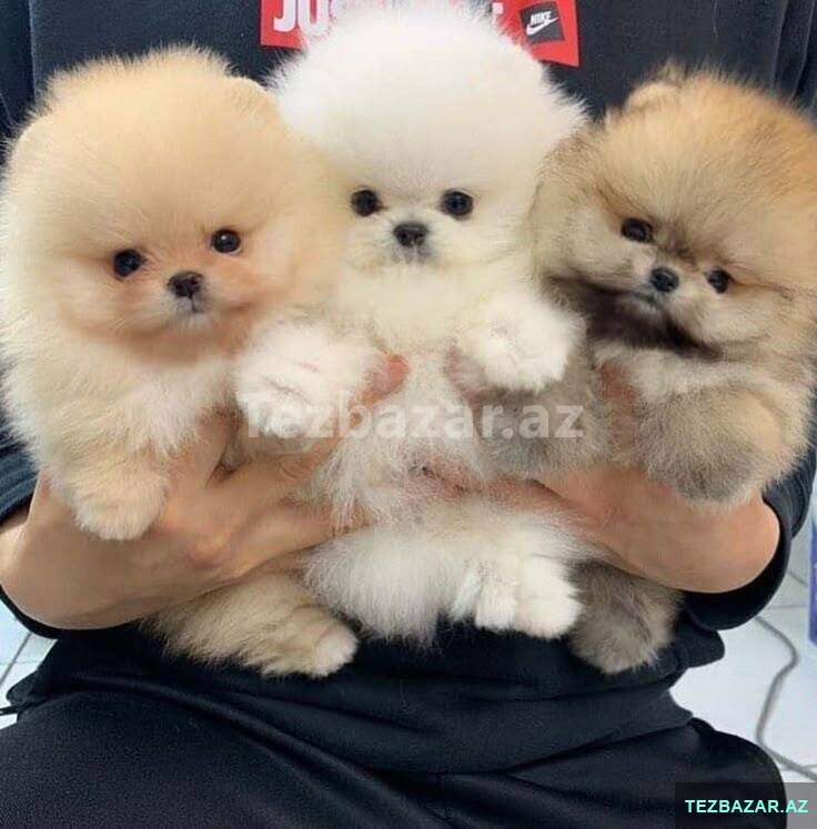 Pomerian Spitz balasi 2 ay Pomerian Spitz balasi 2 ay
