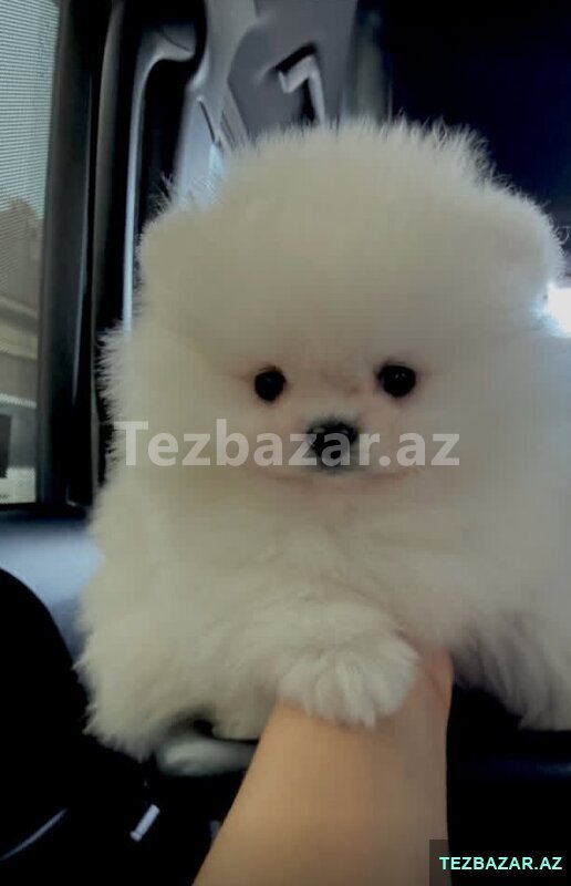 Pomerian Spitz mini Pomerian Spitz mini