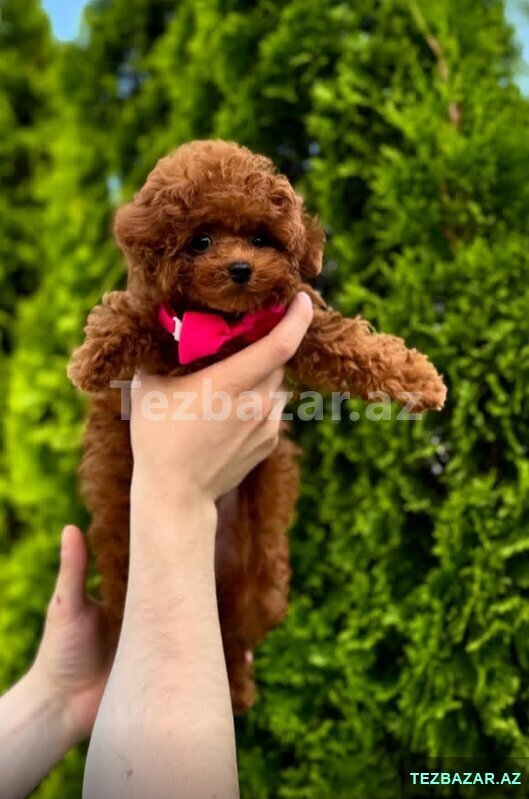 Toy pudel mini Toy pudel mini