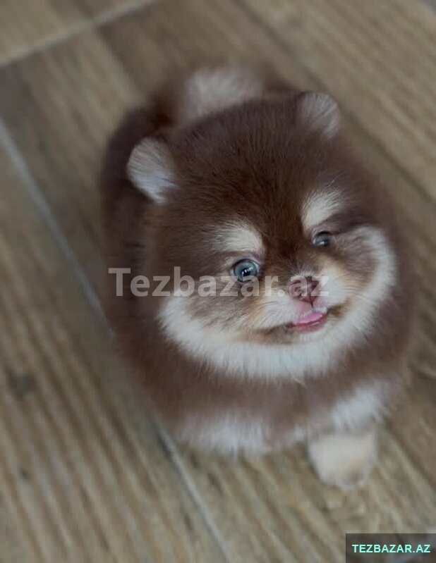Spit pomerian mini Spit pomerian mini
